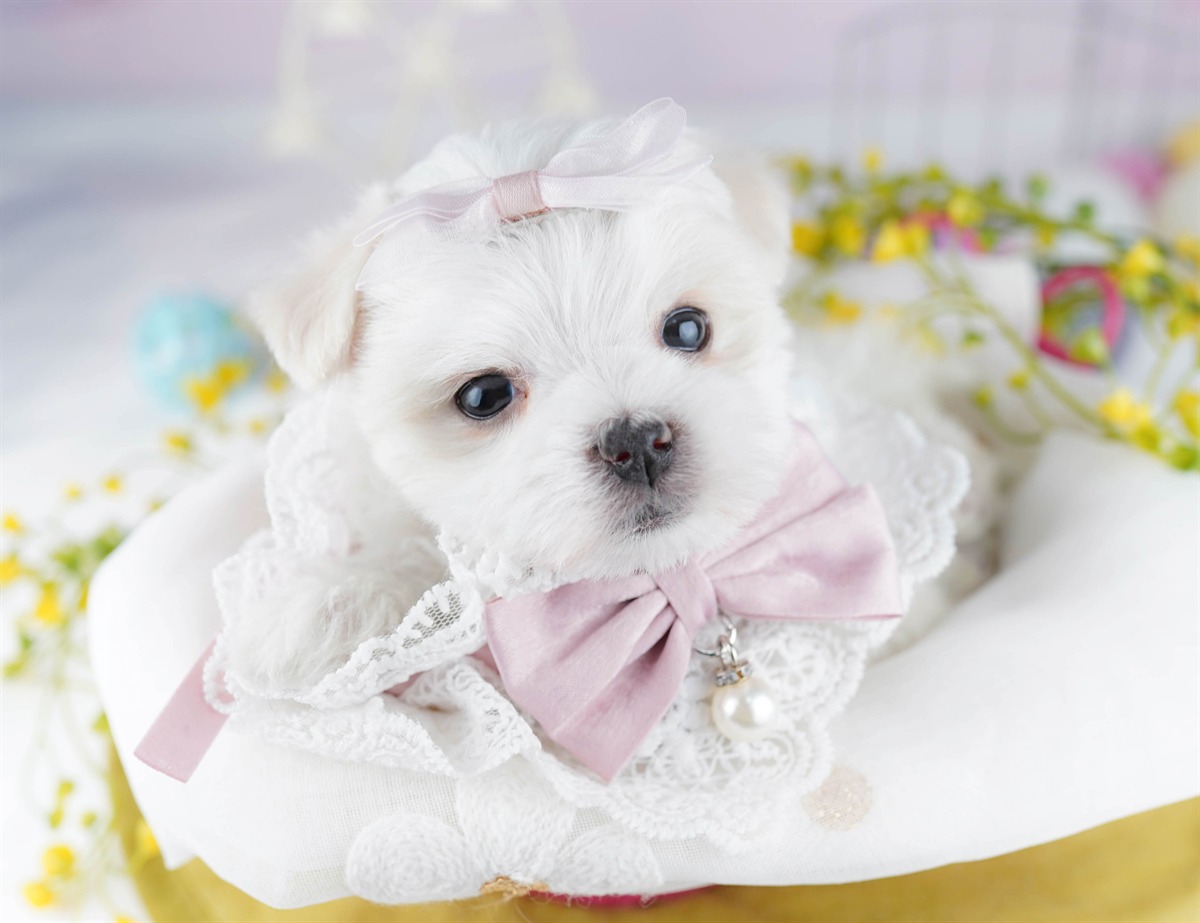 マルチーズ | 男の子 | ホワイト | 2025年12月28日（ID:dog-10007359）