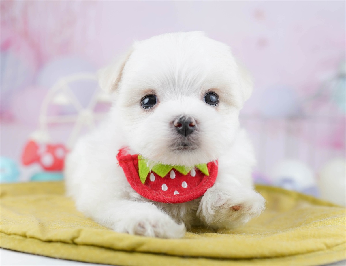 マルチーズ | 男の子 | ホワイト | 2025年12月28日（ID:dog-10007359）