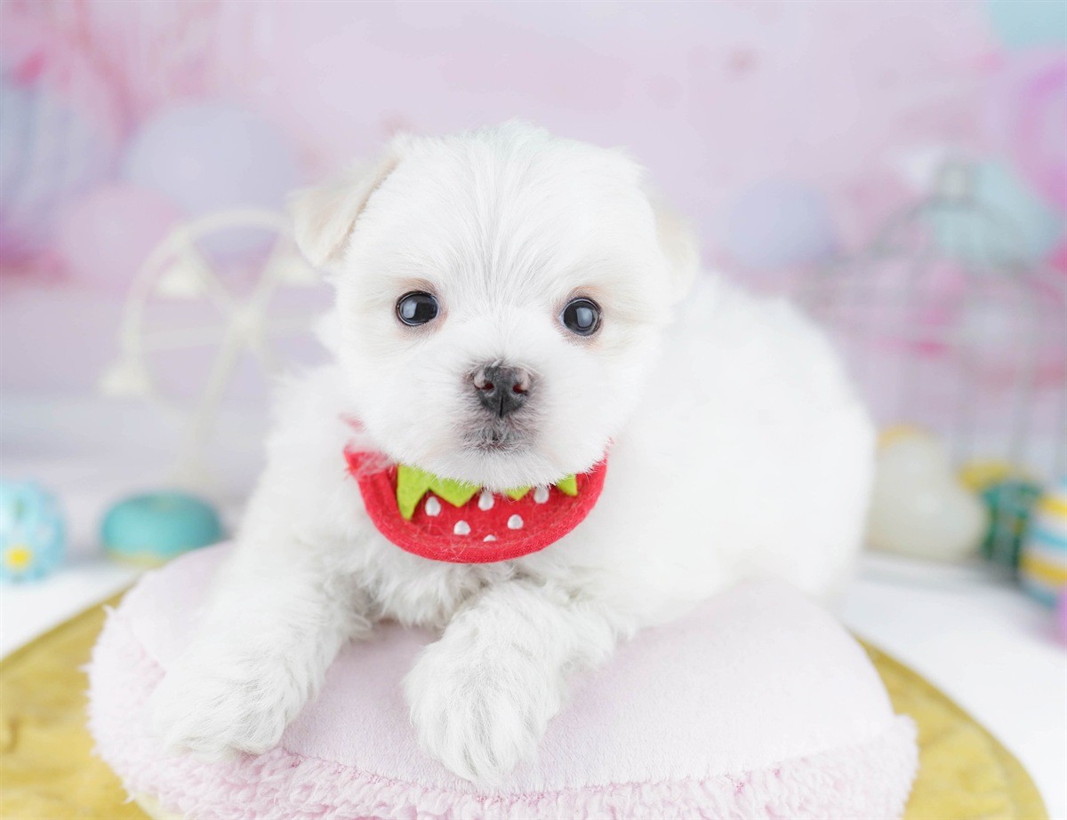 マルチーズ | 男の子 | ホワイト | 2025年12月28日（ID:dog-10007359）