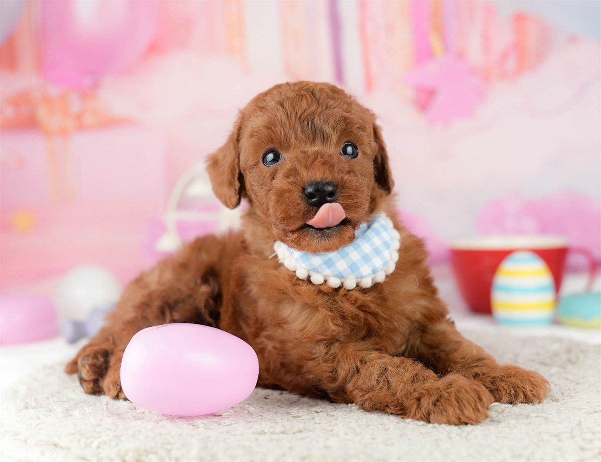 トイ・プードル | 男の子 | レッド | 2026年1月9日（ID:dog-10007390）