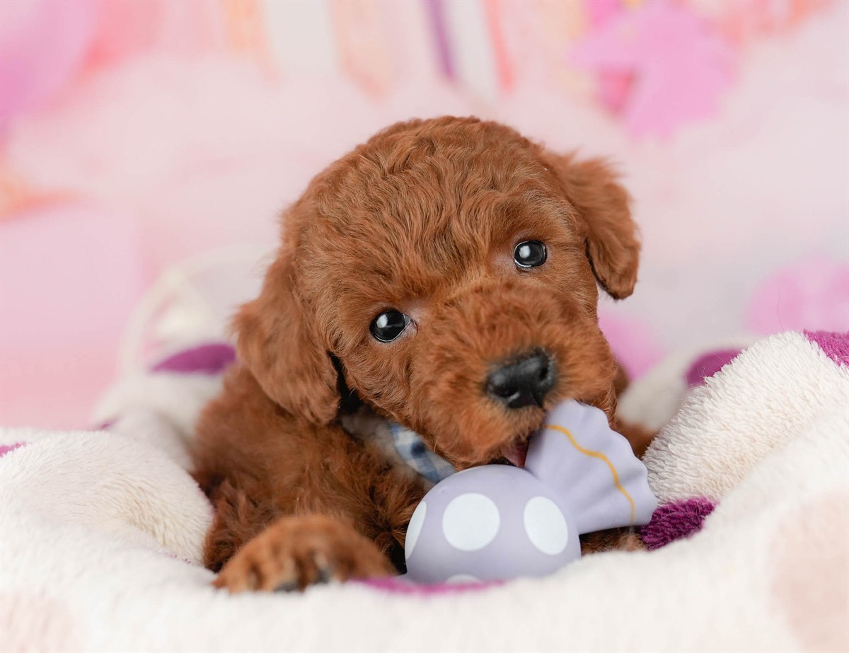 トイ・プードル | 男の子 | レッド | 2026年1月9日（ID:dog-10007390）