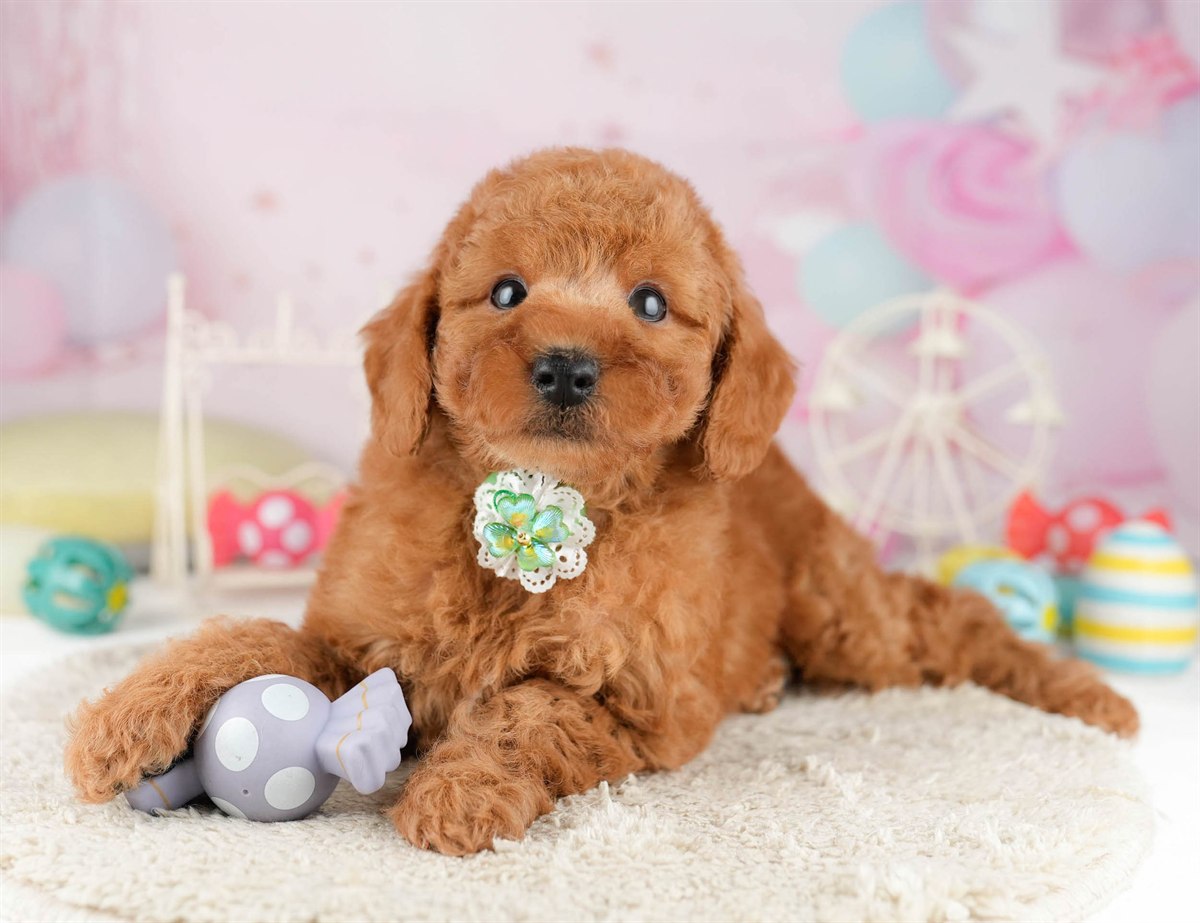 トイ・プードル | 男の子 | レッド | 2026年1月11日（ID:dog-10007408）