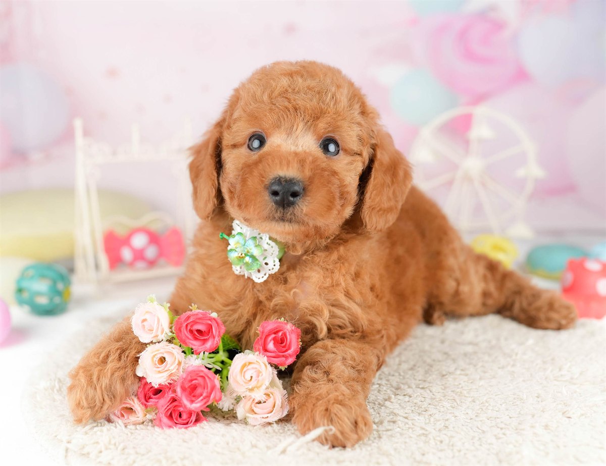 トイ・プードル | 男の子 | レッド | 2026年1月11日（ID:dog-10007408）