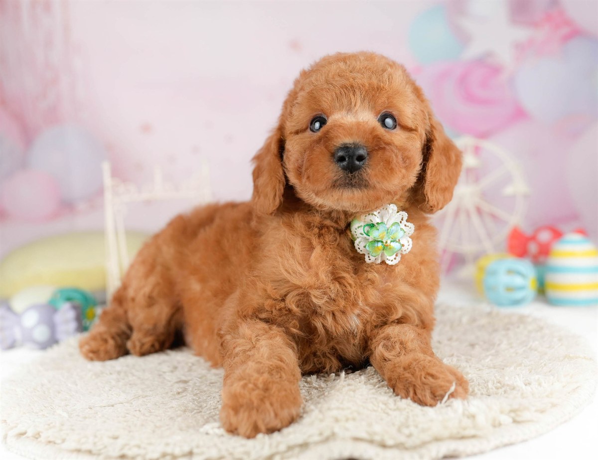 トイ・プードル | 男の子 | レッド | 2026年1月11日（ID:dog-10007408）