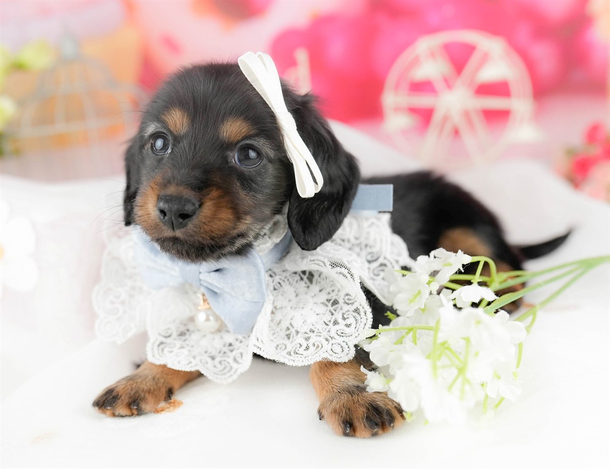 ミニチュア・ダックスフンド(ロング) | 女の子 | ブラック&タン | 2026年1月13日