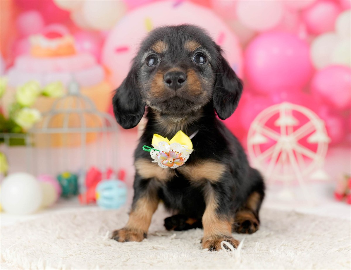 ミニチュア・ダックスフンド(ロング) | 女の子 | ブラック＆タン | 2026年1月13日（ID:dog-10007428）