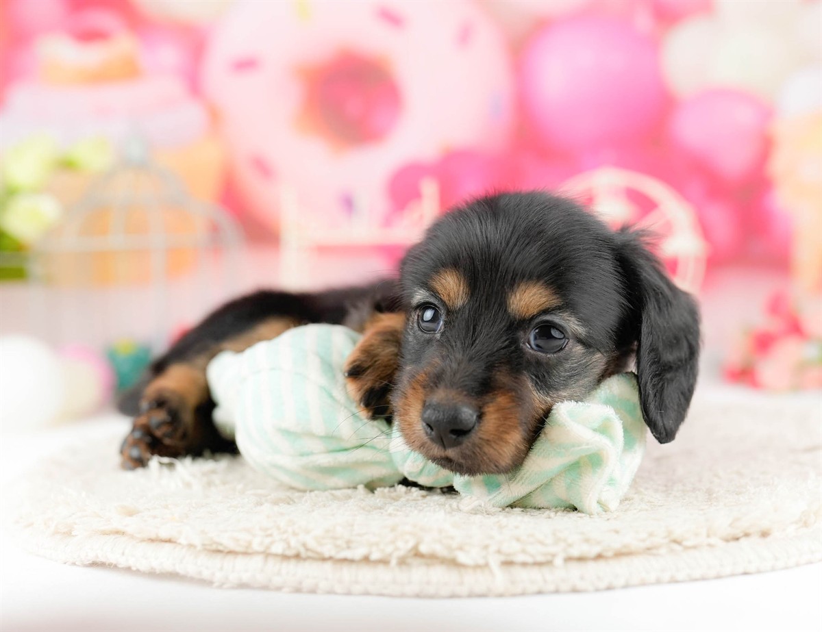 ミニチュア・ダックスフンド(ロング) | 女の子 | ブラック＆タン | 2026年1月13日（ID:dog-10007428）