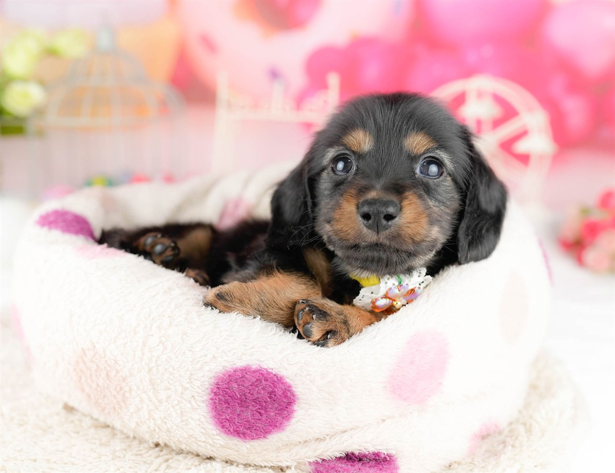 ミニチュア・ダックスフンド(ロング) | 女の子 | ブラック＆タン | 2026年1月13日（ID:dog-10007428）