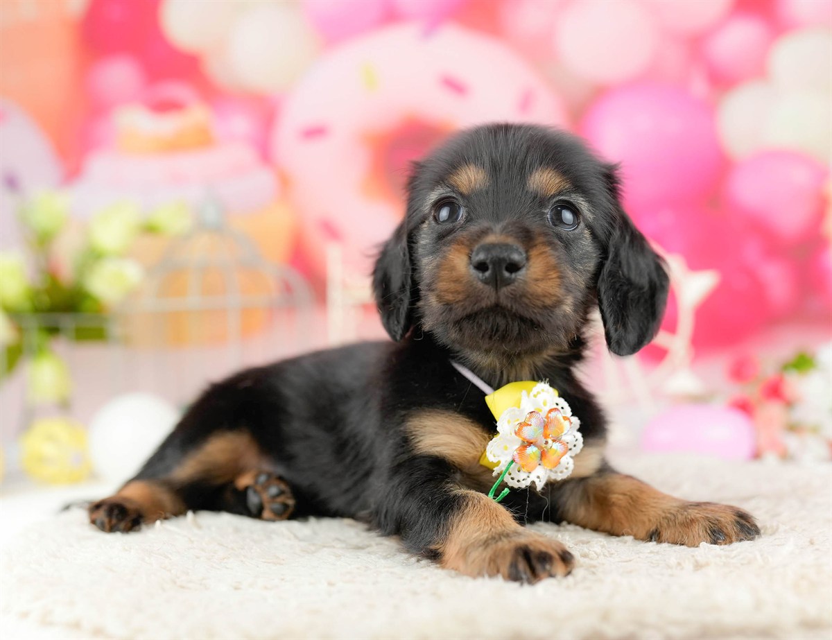 ミニチュア・ダックスフンド(ロング) | 女の子 | ブラック＆タン | 2026年1月13日（ID:dog-10007428）