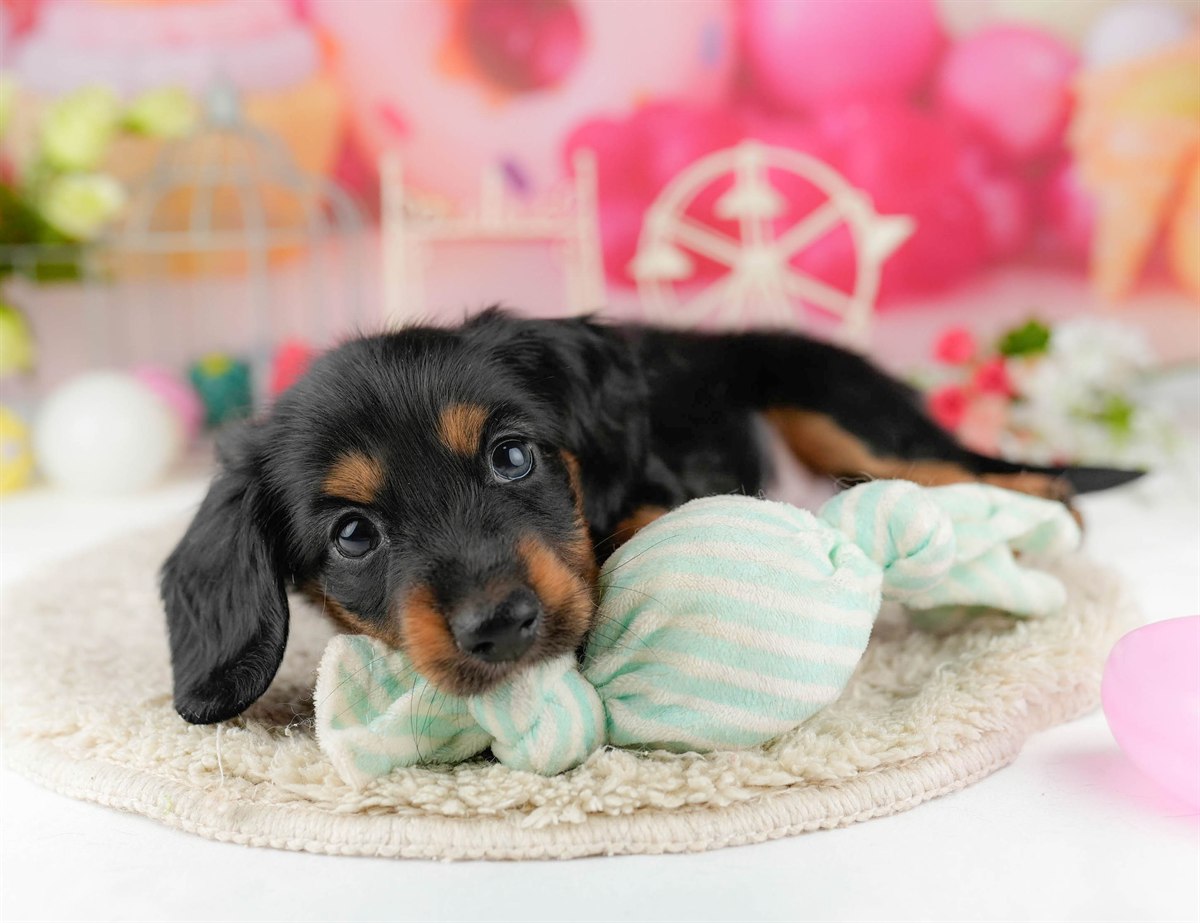 ミニチュア・ダックスフンド(ロング) | 男の子 | ブラック＆タン | 2026年1月13日（ID:dog-10007430）