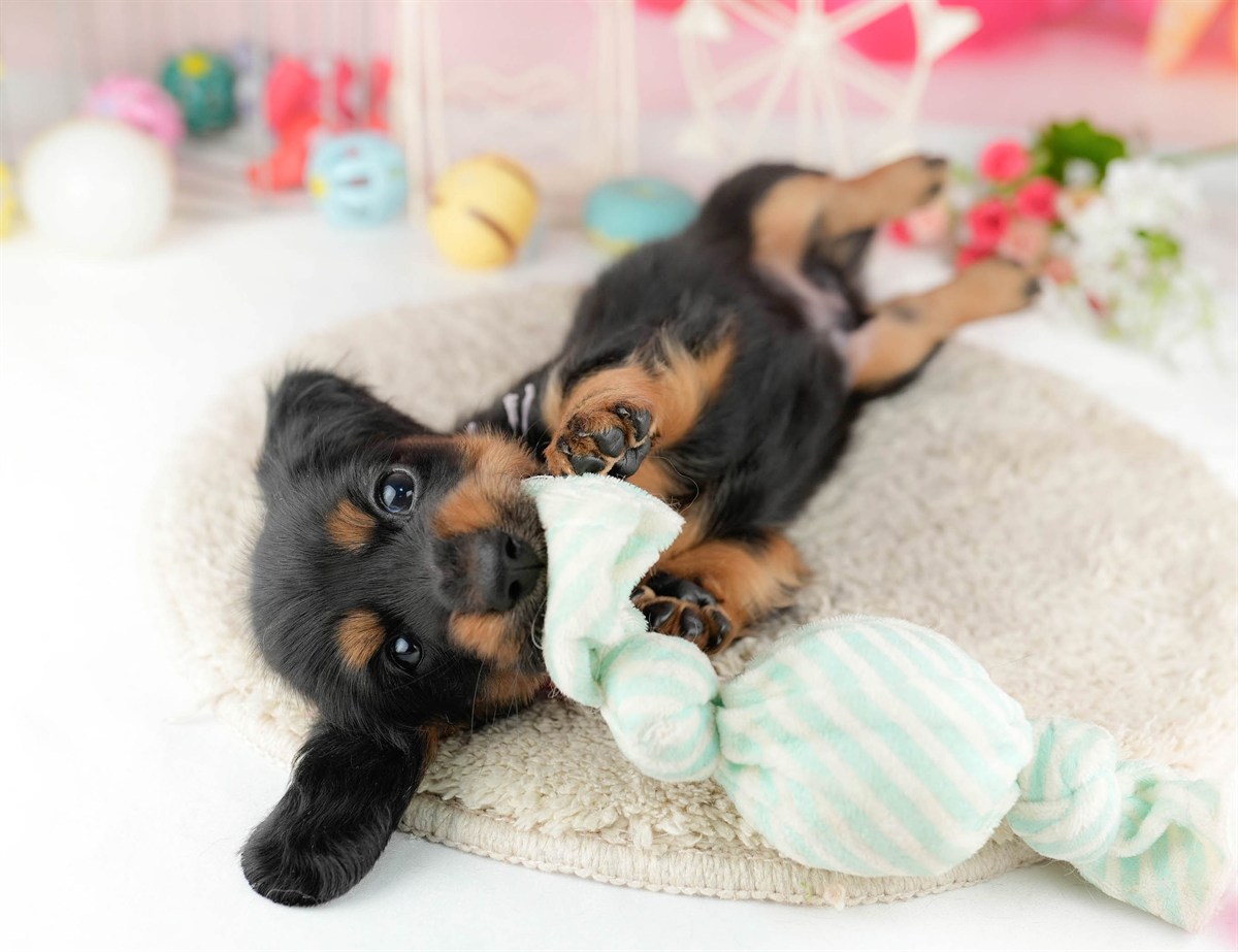 ミニチュア・ダックスフンド(ロング) | 男の子 | ブラック＆タン | 2026年1月13日（ID:dog-10007430）