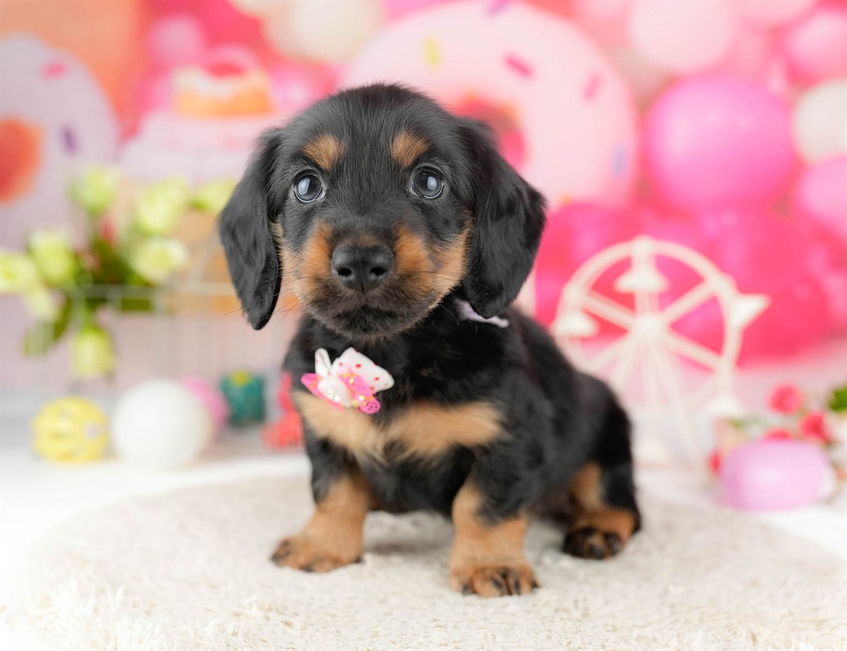 ミニチュア・ダックスフンド(ロング) | 男の子 | ブラック＆タン | 2026年1月13日（ID:dog-10007430）