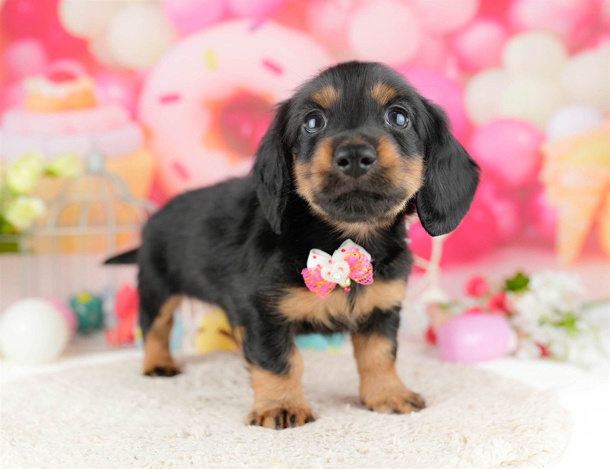 ミニチュア・ダックスフンド(ロング) | 男の子 | ブラック＆タン | 2026年1月13日（ID:dog-10007430）