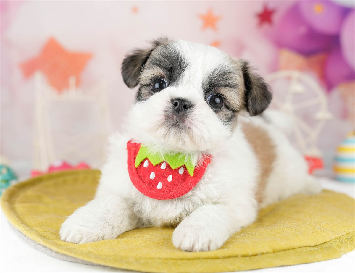 チーズー | 男の子 | ホワイト&ゴールド | 2026年1月13日