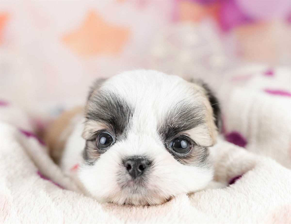 チーズー | 男の子 | ホワイト＆ゴールド | 2026年1月13日（ID:dog-10007431）