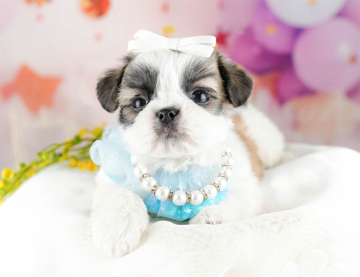 チーズー | 男の子 | ホワイト＆ゴールド | 2026年1月13日（ID:dog-10007431）