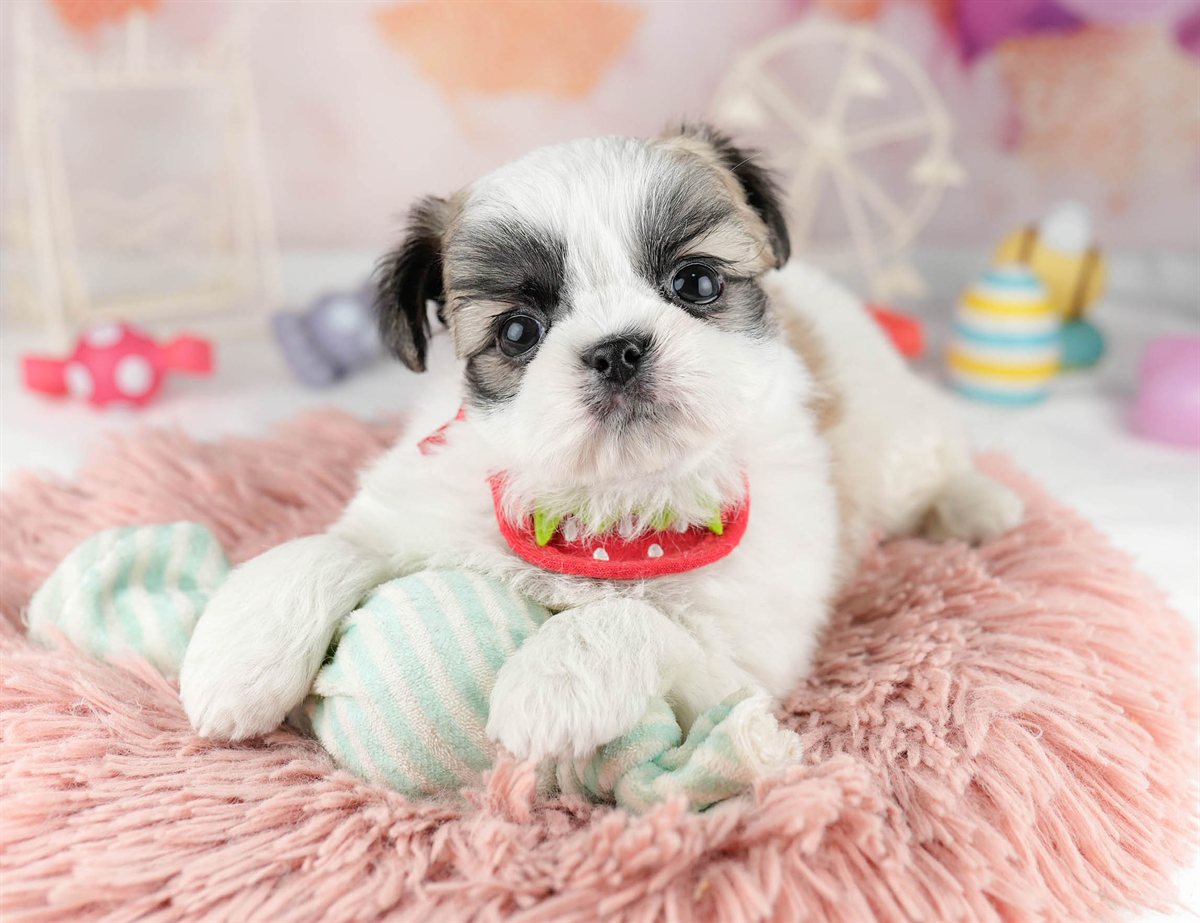 チーズー | 男の子 | ホワイト＆ゴールド | 2026年1月13日（ID:dog-10007431）