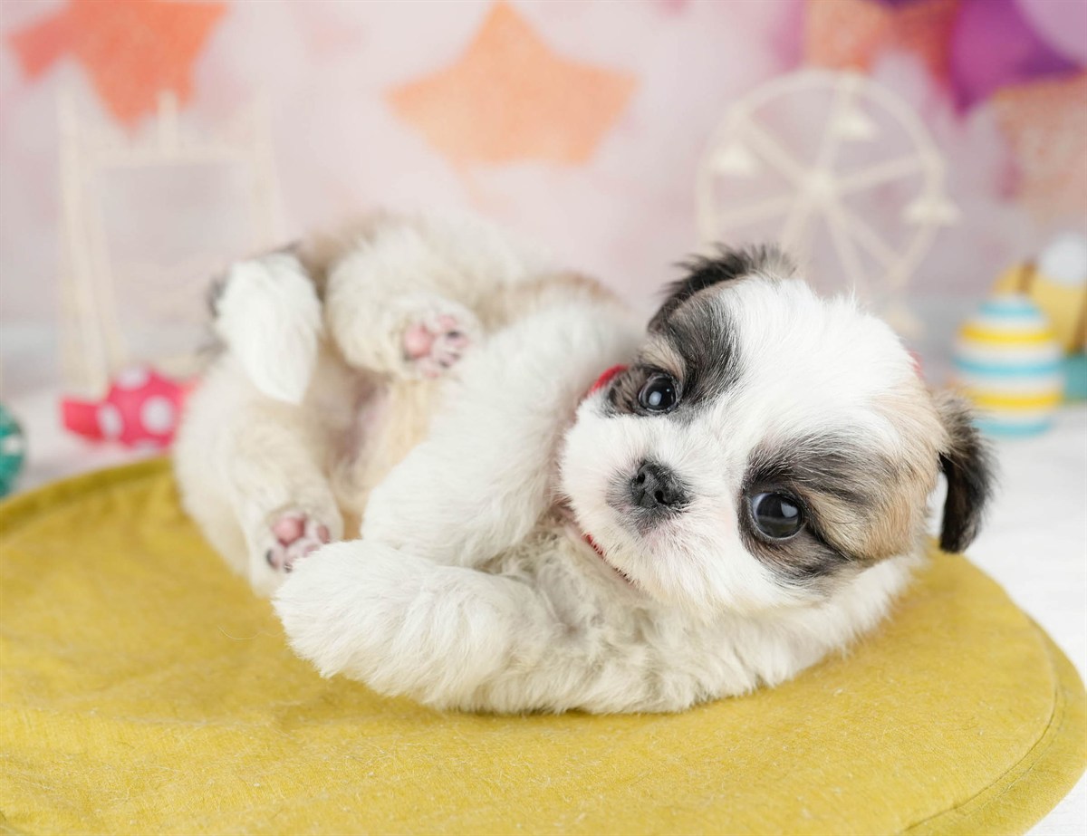 チーズー | 男の子 | ホワイト＆ゴールド | 2026年1月13日（ID:dog-10007431）