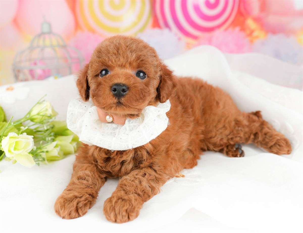 トイ・プードル | 男の子 | レッド | 2026年1月17日