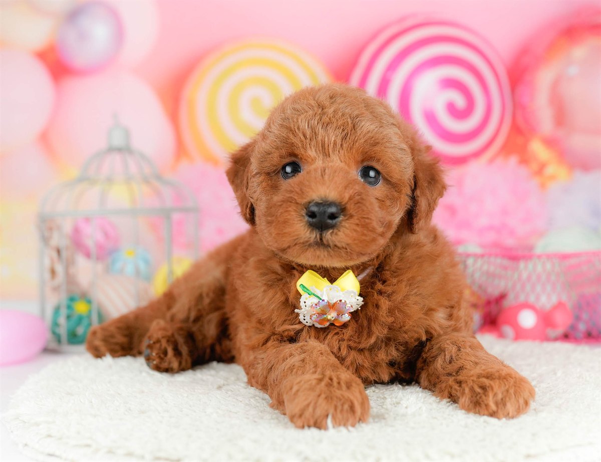 トイ・プードル | 男の子 | レッド | 2026年1月17日