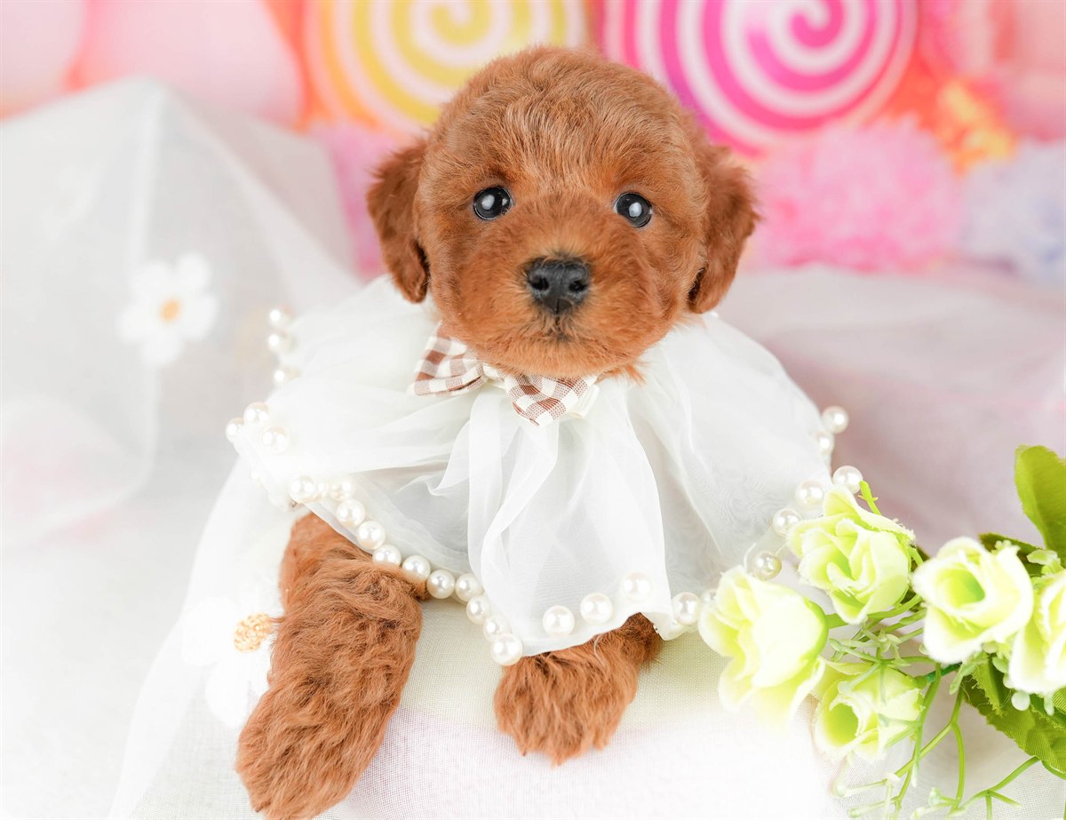 トイ・プードル | 男の子 | レッド | 2026年1月17日（ID:dog-10007450）