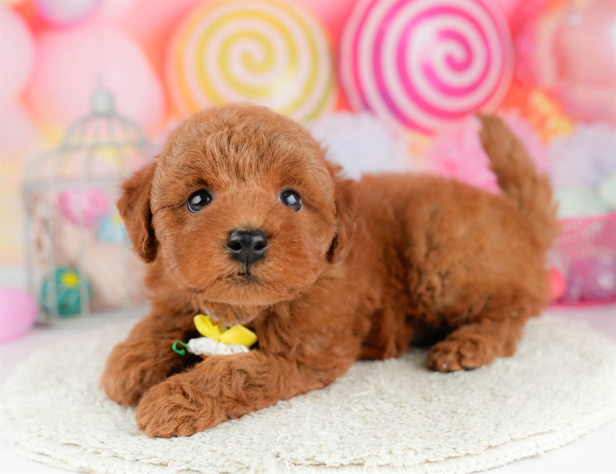 トイ・プードル | 男の子 | レッド | 2026年1月17日（ID:dog-10007450）