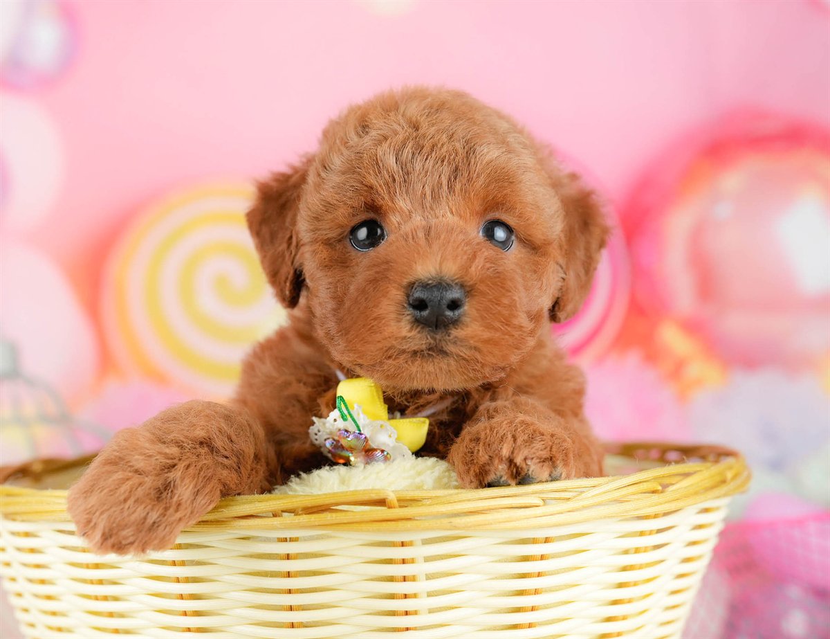 トイ・プードル | 男の子 | レッド | 2026年1月17日（ID:dog-10007450）