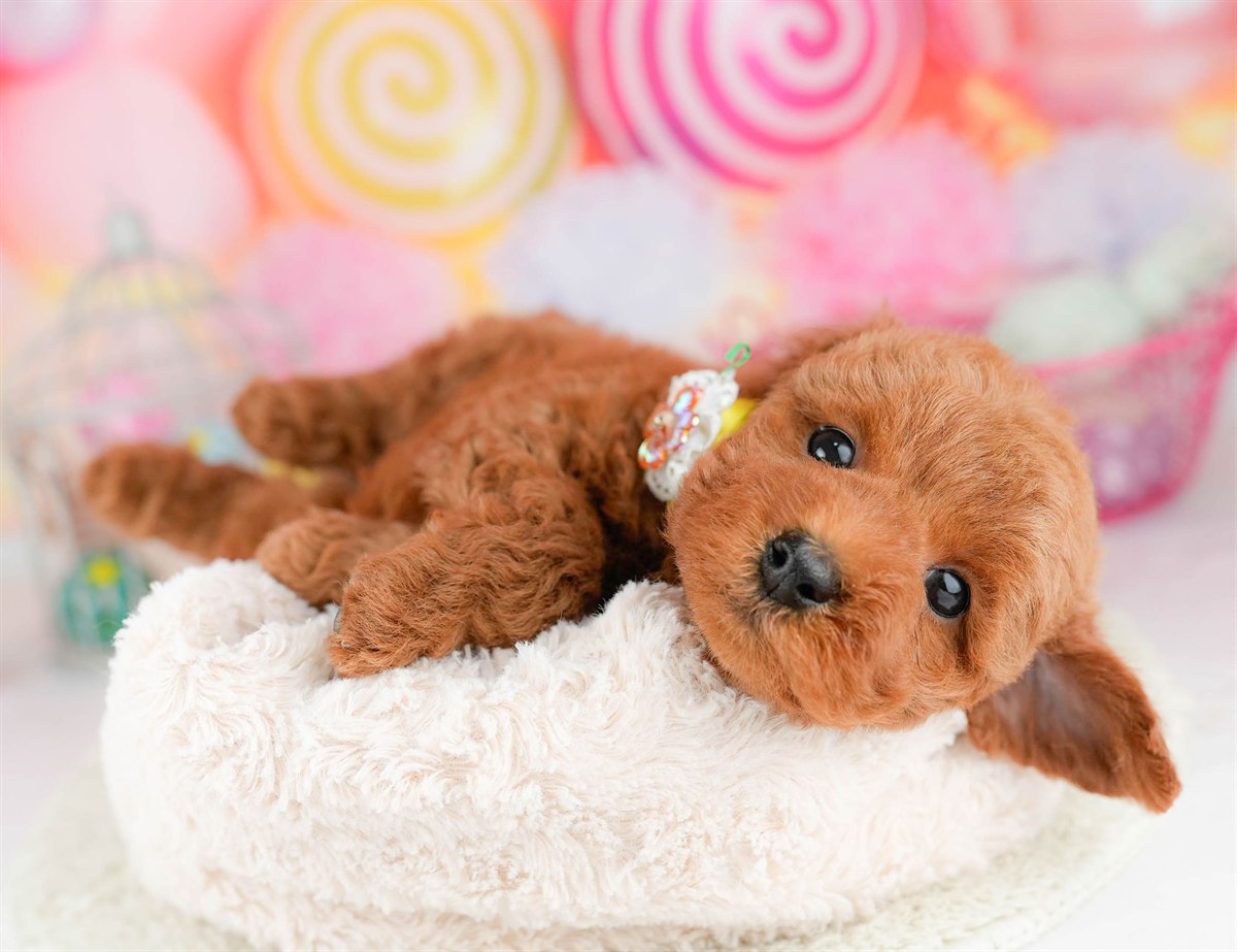 トイ・プードル | 男の子 | レッド | 2026年1月17日（ID:dog-10007450）