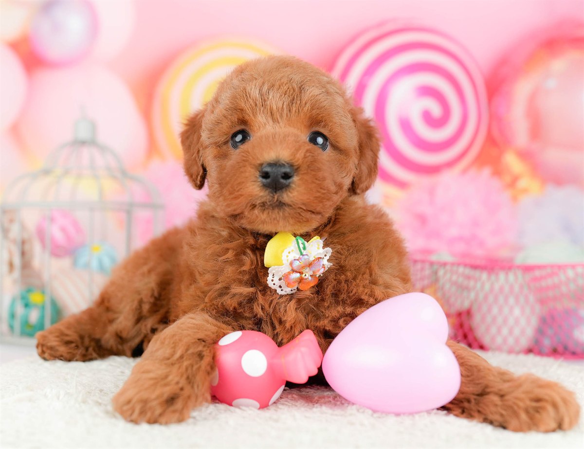 トイ・プードル | 男の子 | レッド | 2026年1月17日（ID:dog-10007450）