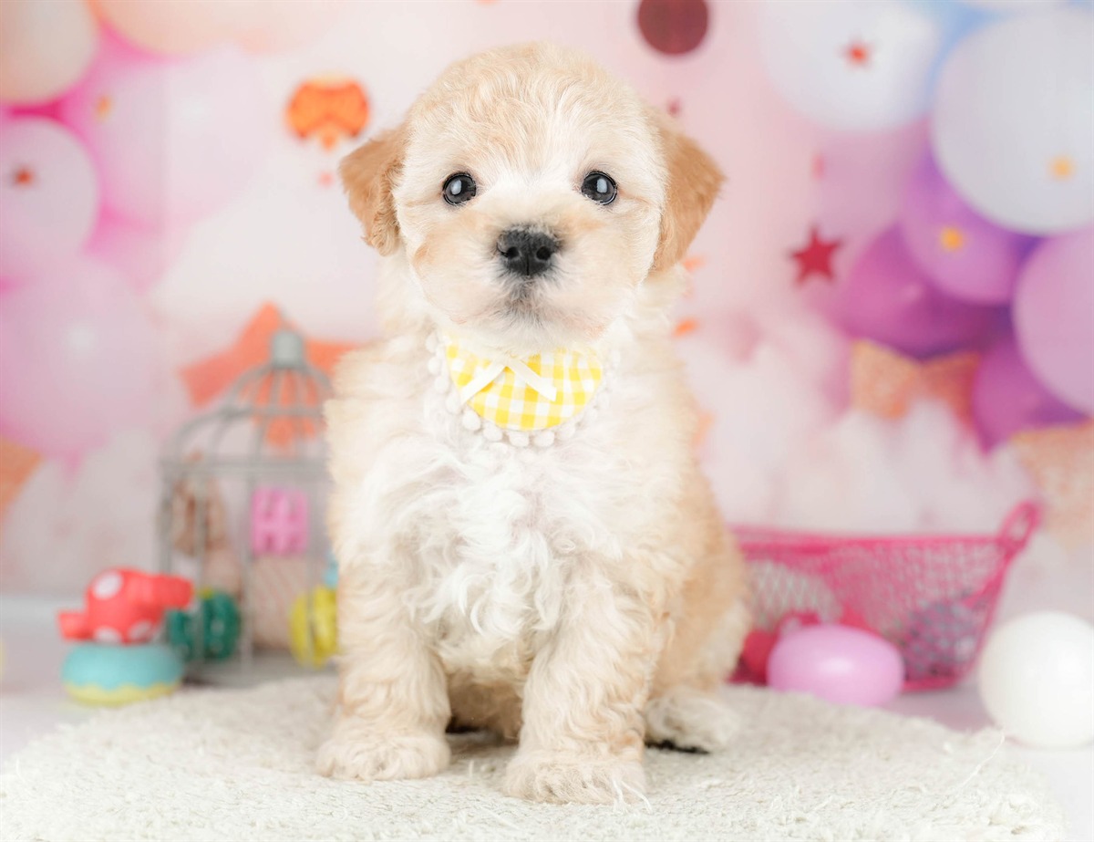 マルプー | 男の子 | アプリコット | 2026年1月19日（ID:dog-10007457）