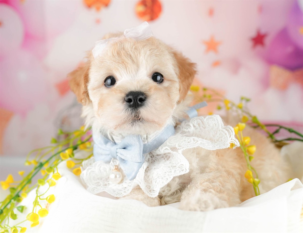 マルプー | 男の子 | アプリコット | 2026年1月19日（ID:dog-10007457）