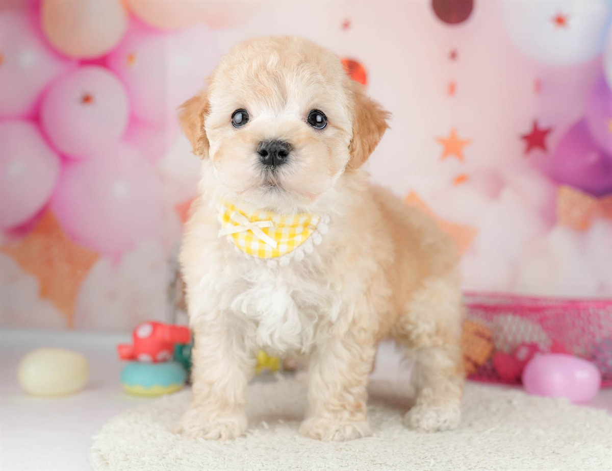 マルプー | 男の子 | アプリコット | 2026年1月19日（ID:dog-10007457）