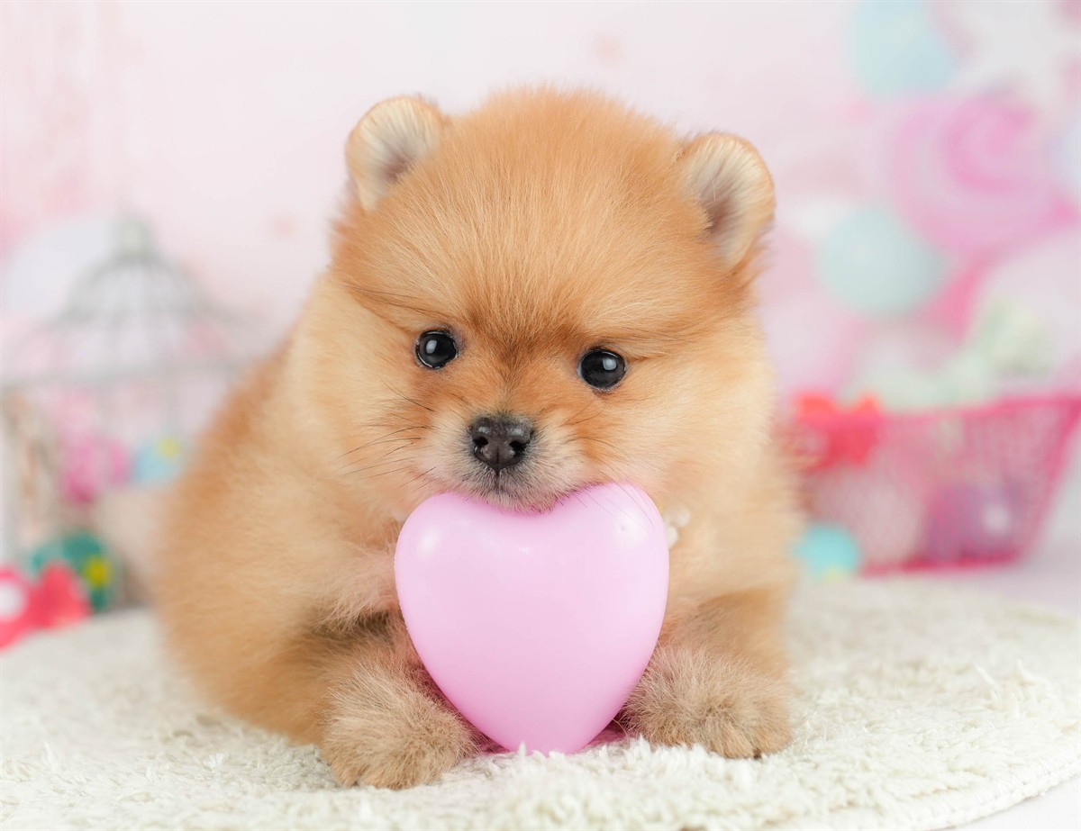 ポメラニアン | 男の子 | オレンジ | 2026年1月21日（ID:dog-10007463）