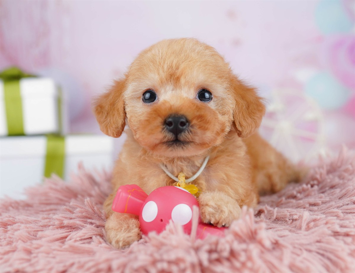 トイ・プードル | 男の子 | レッド | 2026年1月23日（ID:dog-10007473）