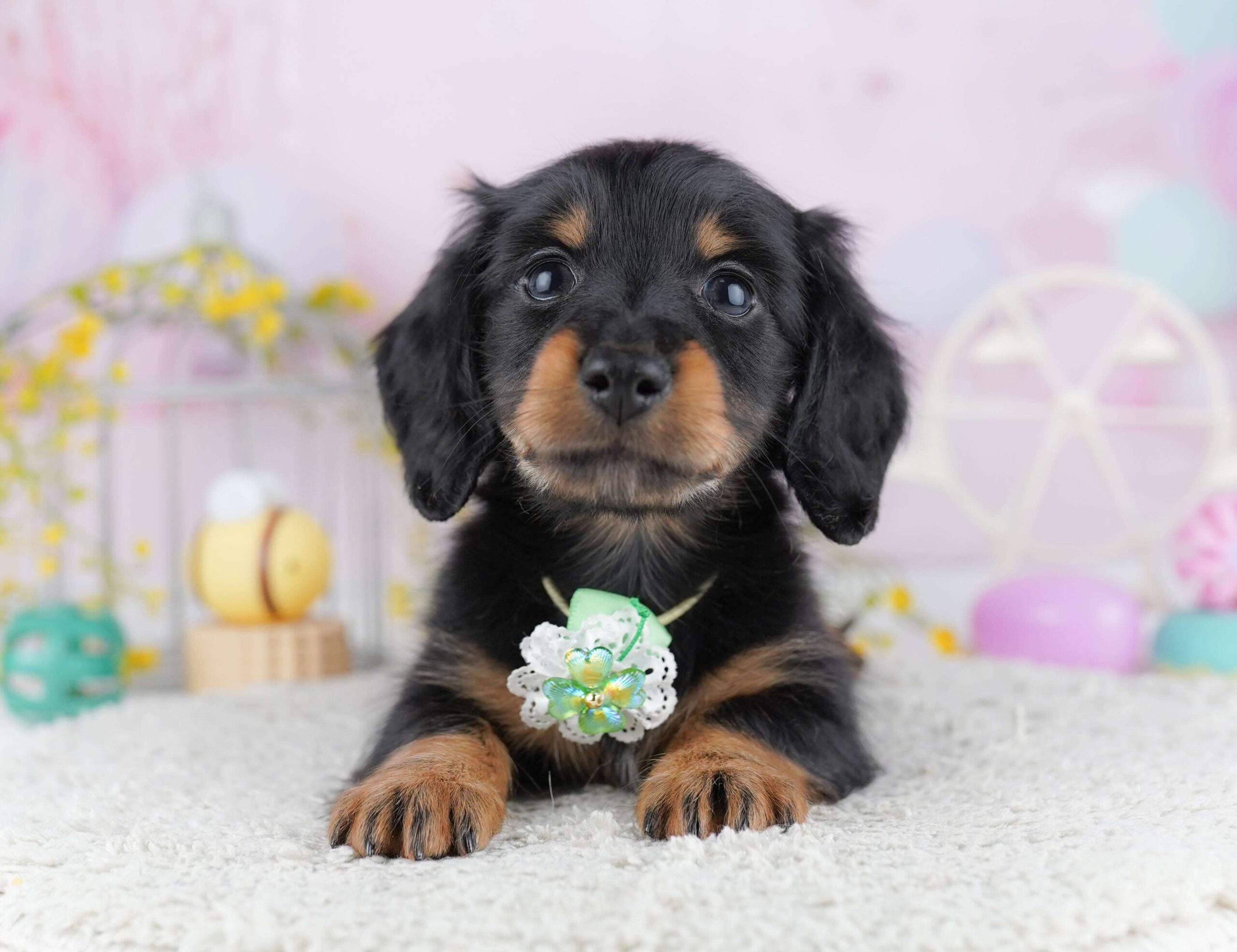 ミニチュア・ダックスフンド(ロング) | 男の子 | ブラック＆タン | 2026年1月30日