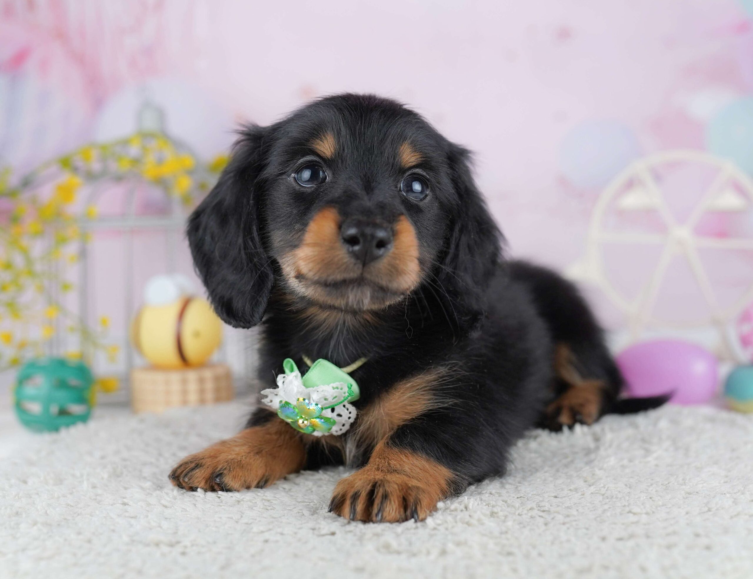 ミニチュア・ダックスフンド(ロング) | 男の子 | ブラック＆タン | 2026年1月30日