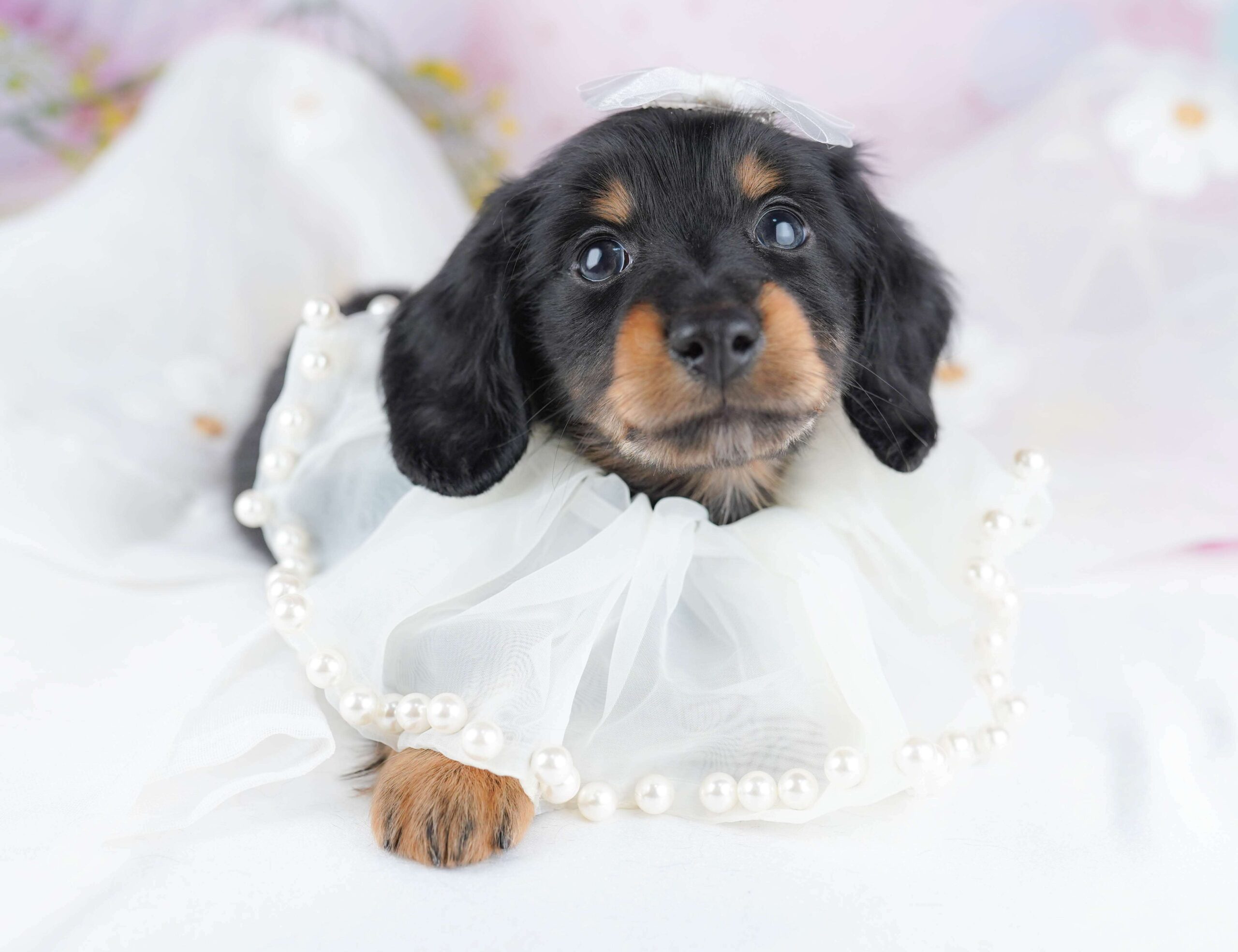 ミニチュア・ダックスフンド(ロング) | 男の子 | ブラック＆タン | 2026年1月30日