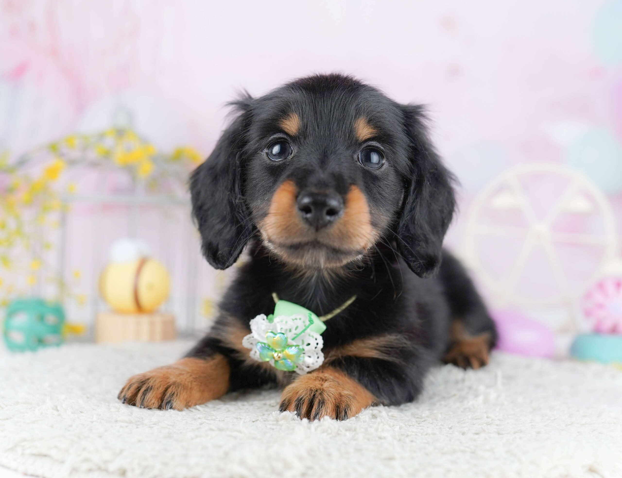 ミニチュア・ダックスフンド(ロング) | 男の子 | ブラック＆タン | 2026年1月30日