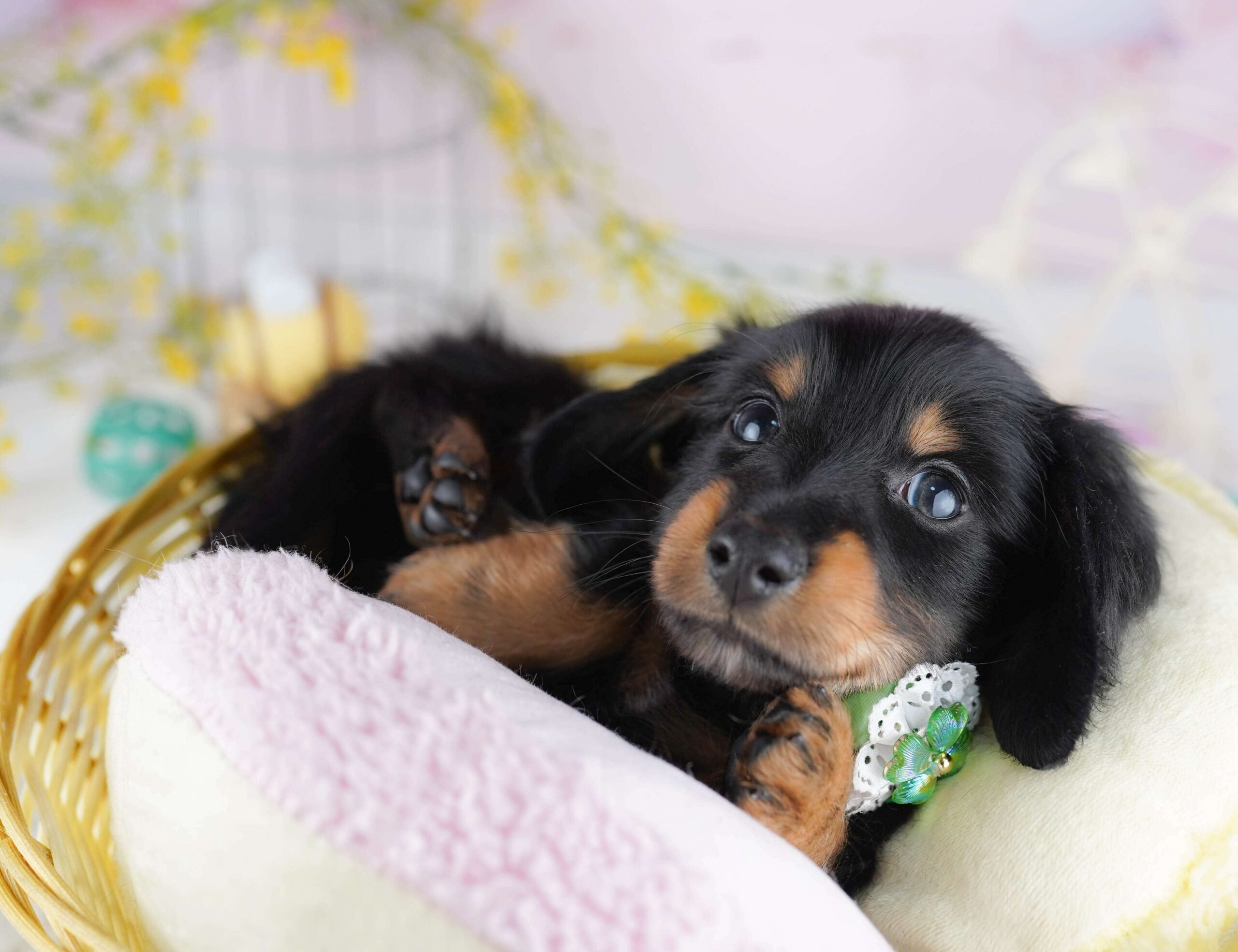 ミニチュア・ダックスフンド(ロング) | 男の子 | ブラック＆タン | 2026年1月30日