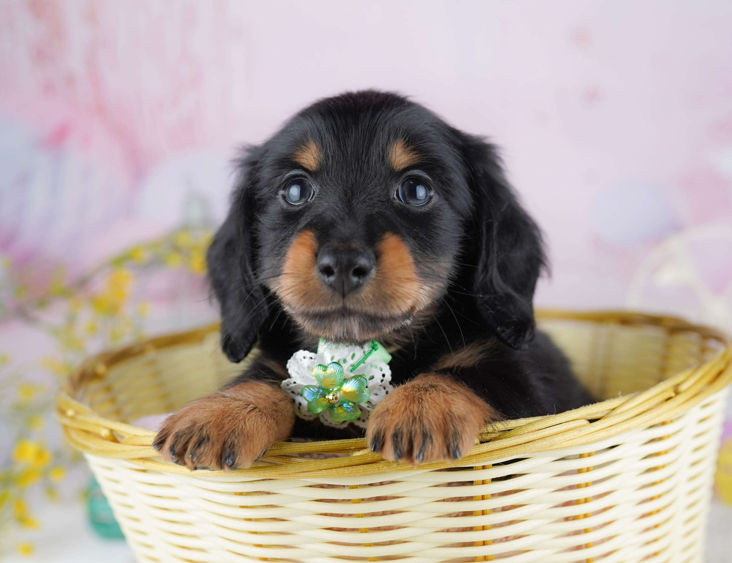 ミニチュア・ダックスフンド(ロング) | 男の子 | ブラック＆タン | 2026年1月30日