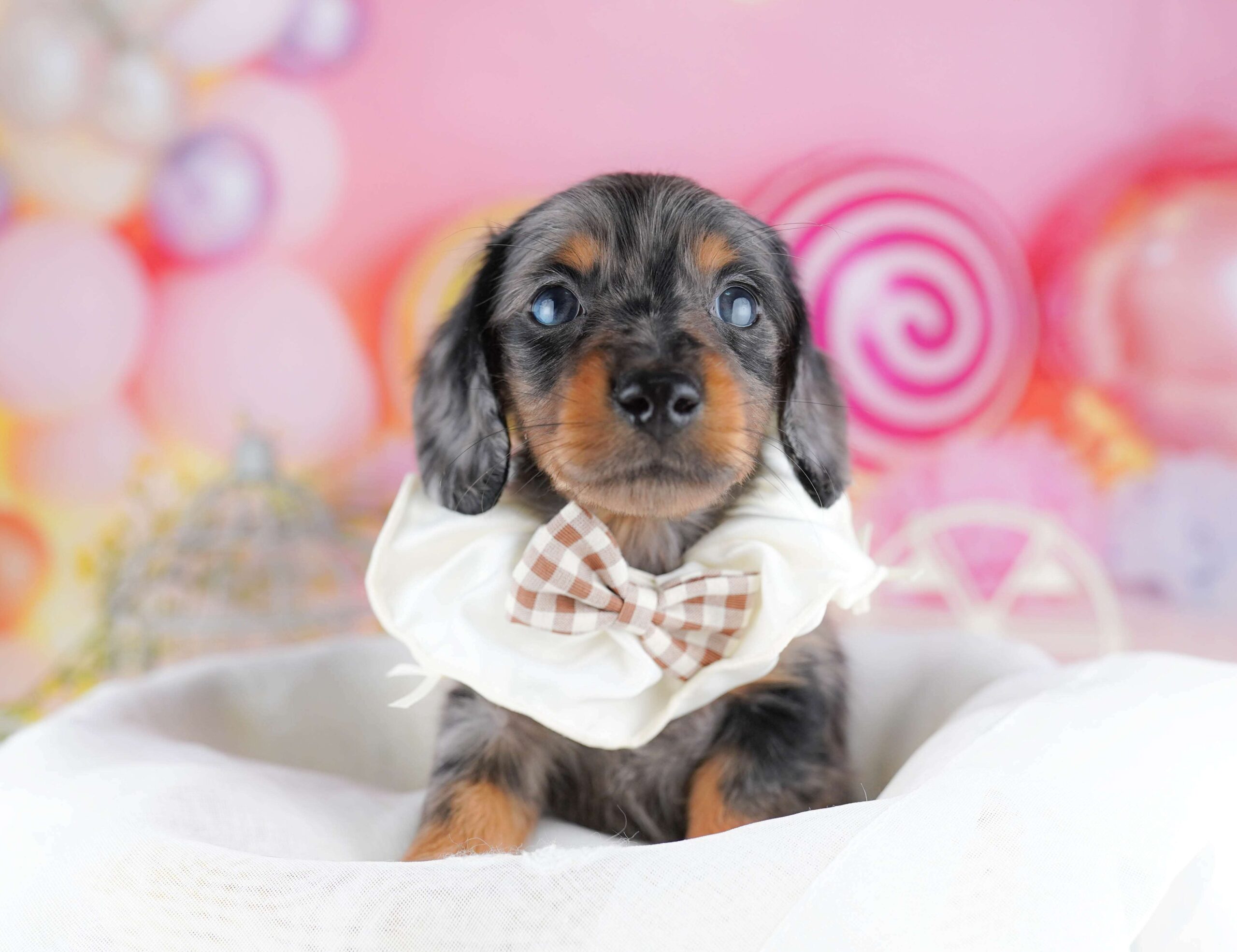 ミニチュア・ダックスフンド(ロング) | 男の子 | シルバーダップル | 2026年1月30日