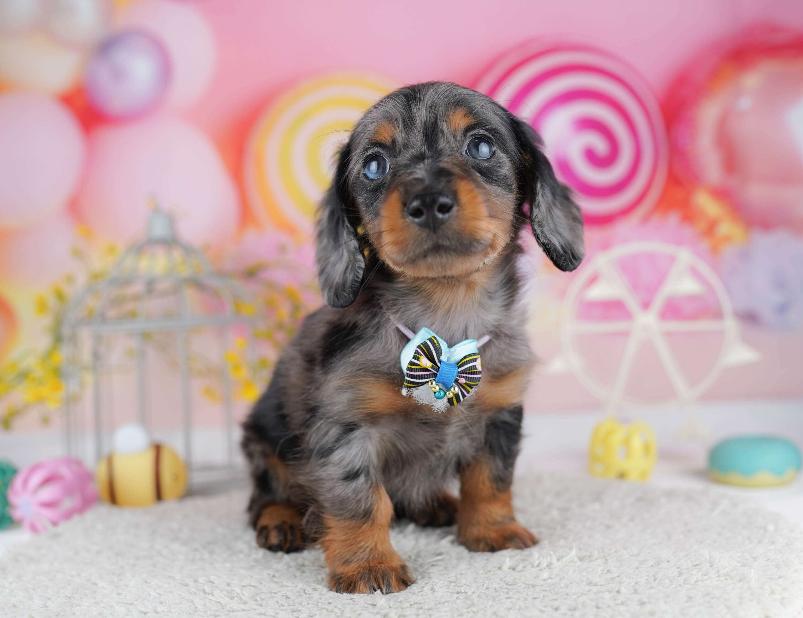 ミニチュア・ダックスフンド(ロング) | 男の子 | シルバーダップル | 2026年1月30日