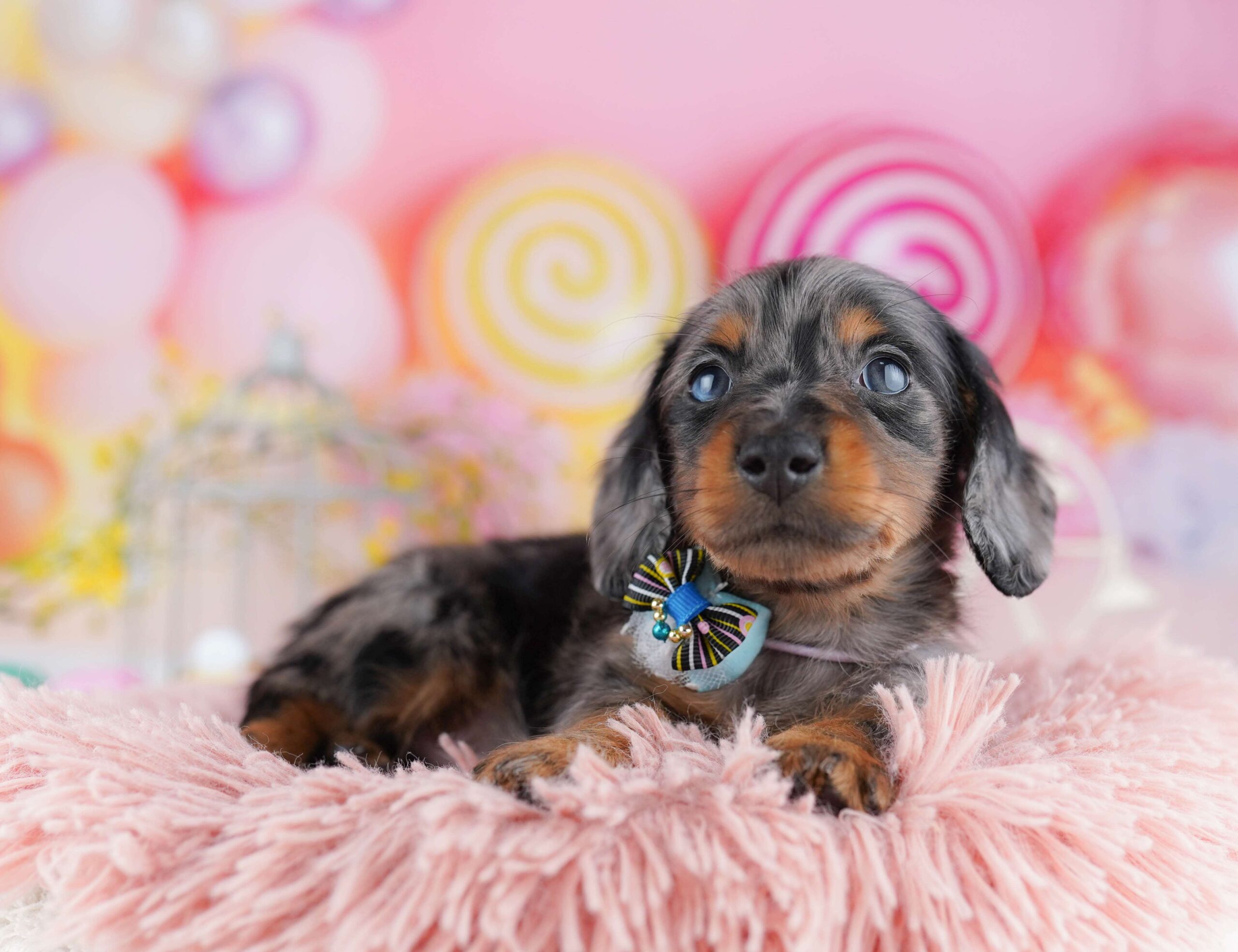 ミニチュア・ダックスフンド(ロング) | 男の子 | シルバーダップル | 2026年1月30日