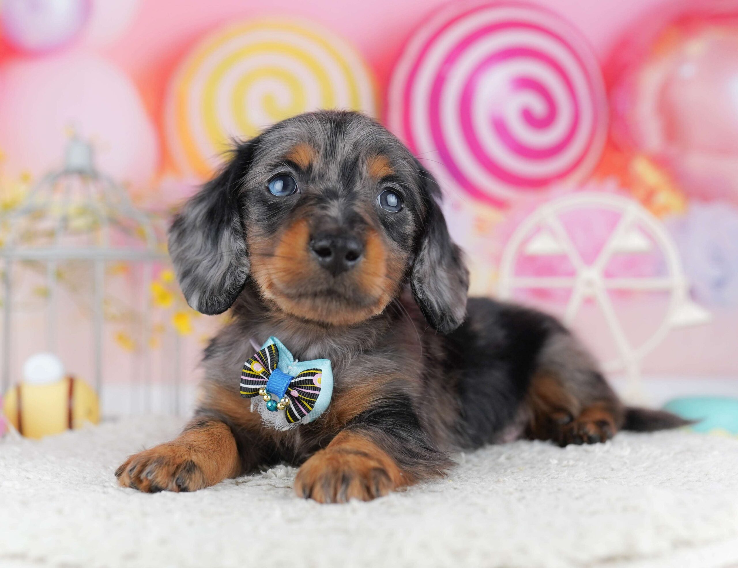 ミニチュア・ダックスフンド(ロング) | 男の子 | シルバーダップル | 2026年1月30日