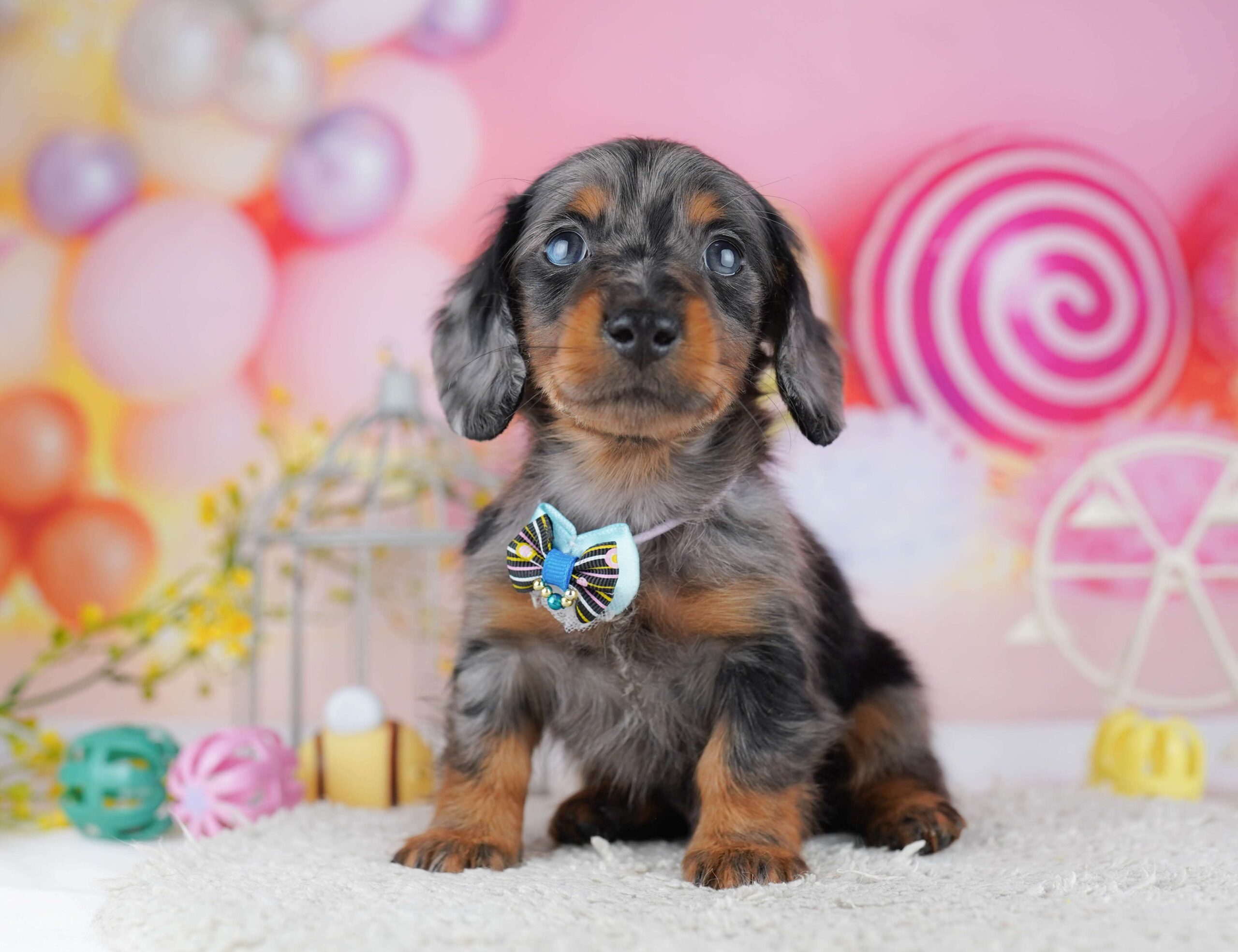 ミニチュア・ダックスフンド(ロング) | 男の子 | シルバーダップル | 2026年1月30日