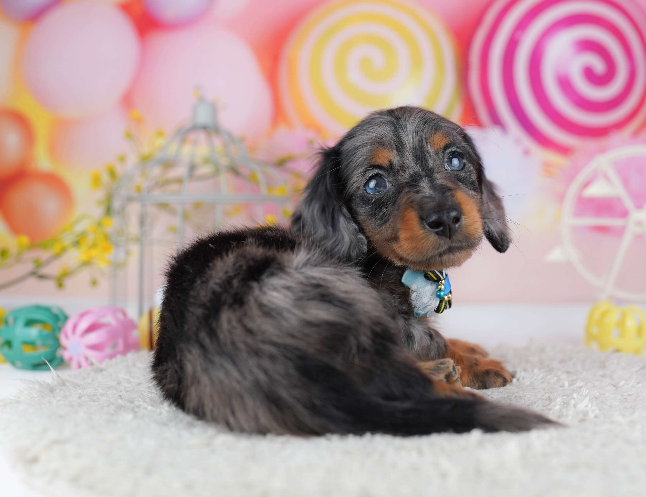 ミニチュア・ダックスフンド(ロング) | 男の子 | シルバーダップル | 2026年1月30日