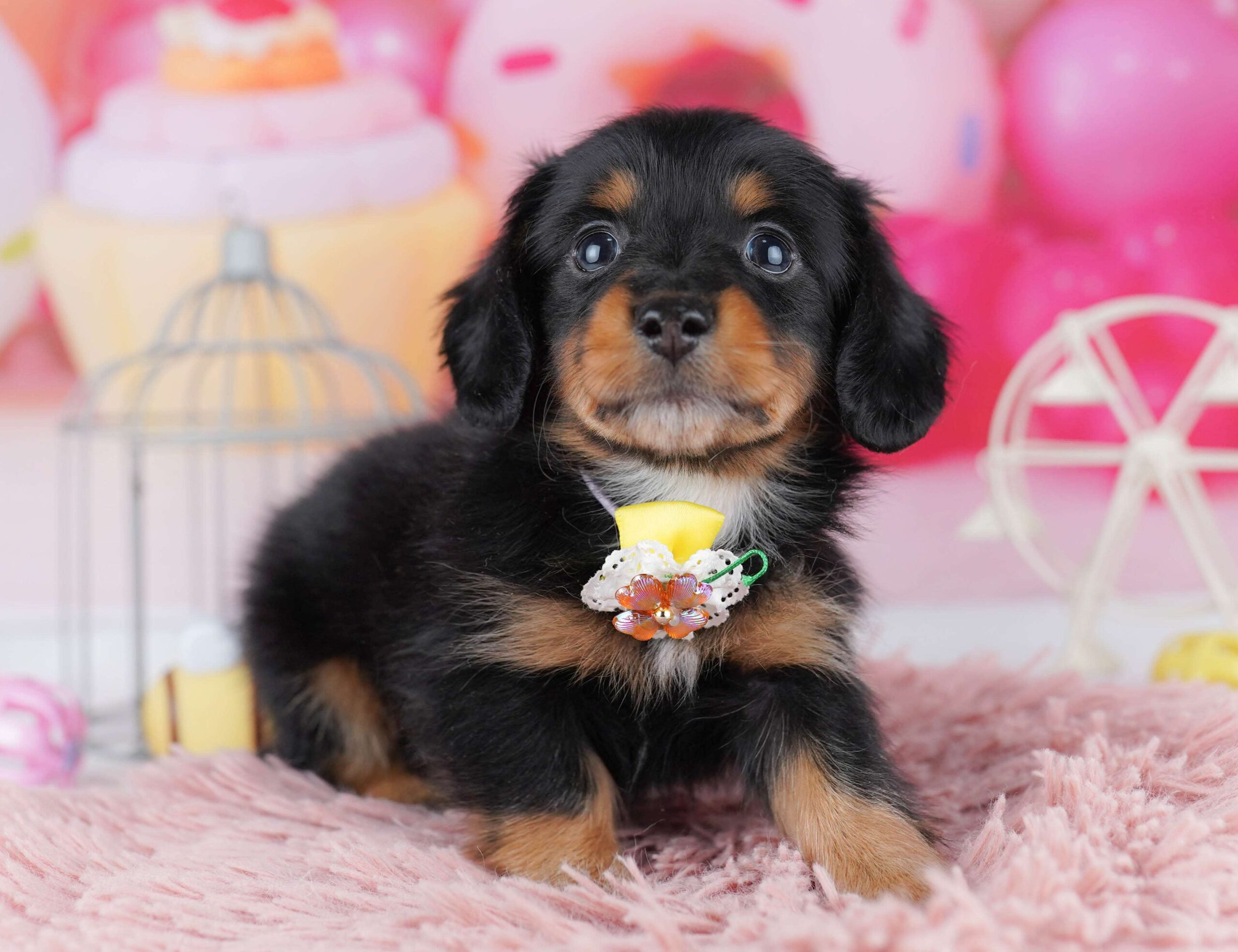 ミニチュア・ダックスフンド(ロング) | 男の子 | ブラック＆タン | 2026年1月30日