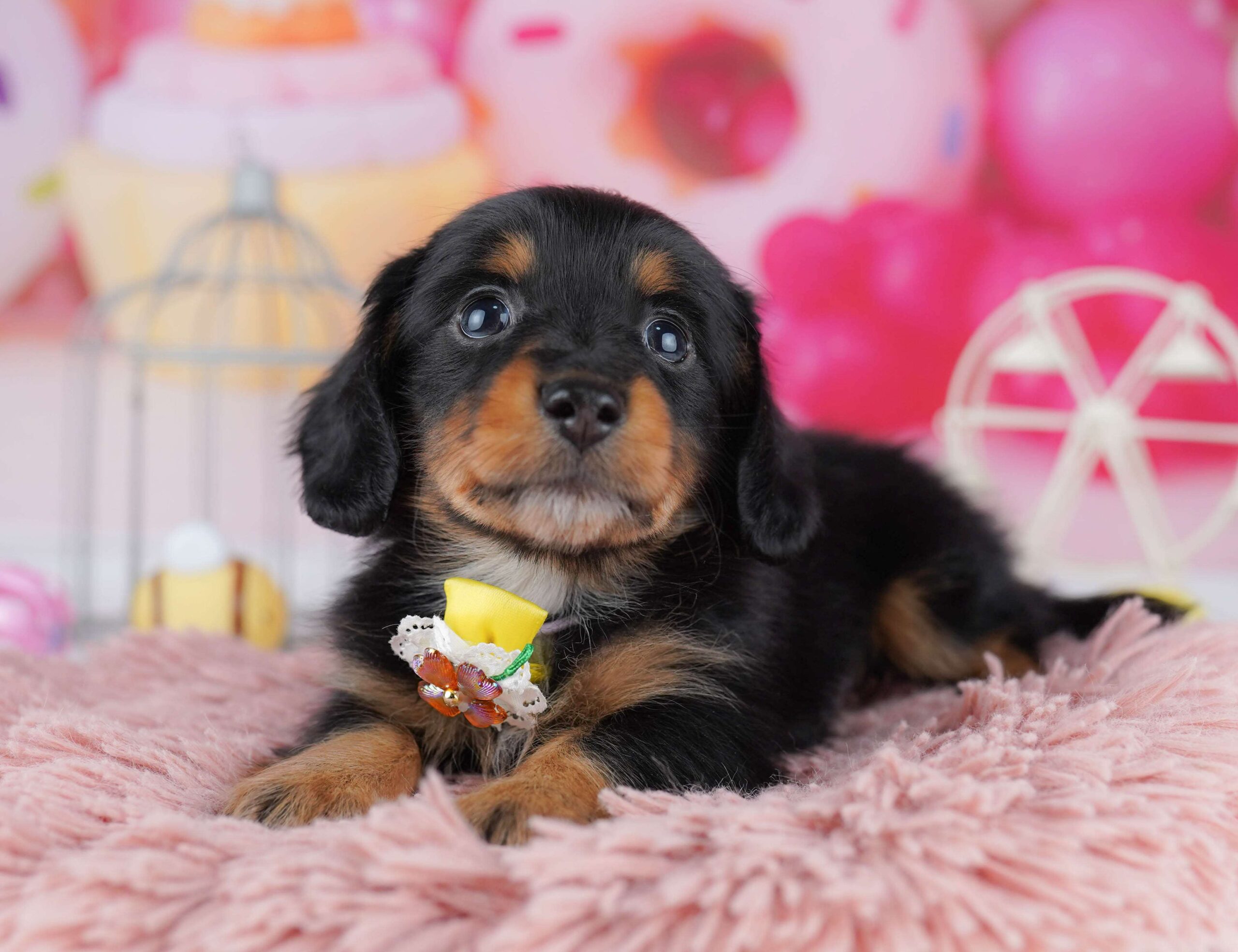 ミニチュア・ダックスフンド(ロング) | 男の子 | ブラック＆タン | 2026年1月30日