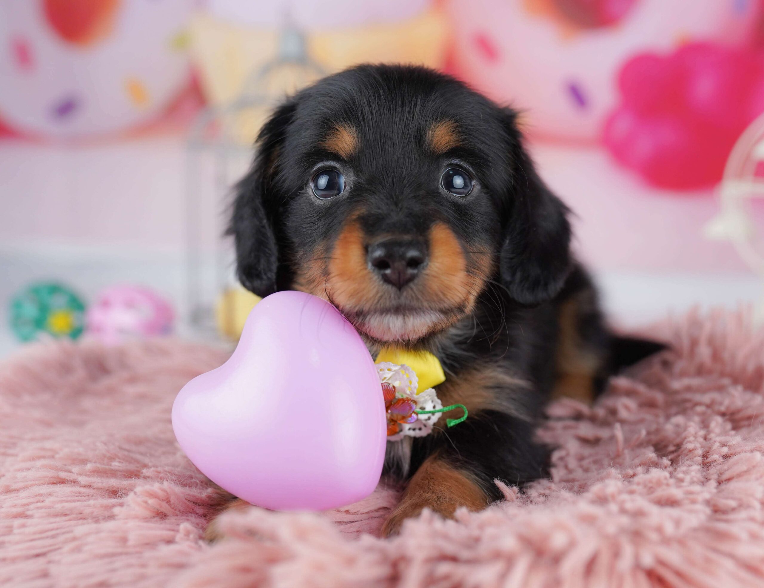 ミニチュア・ダックスフンド(ロング) | 男の子 | ブラック＆タン | 2026年1月30日