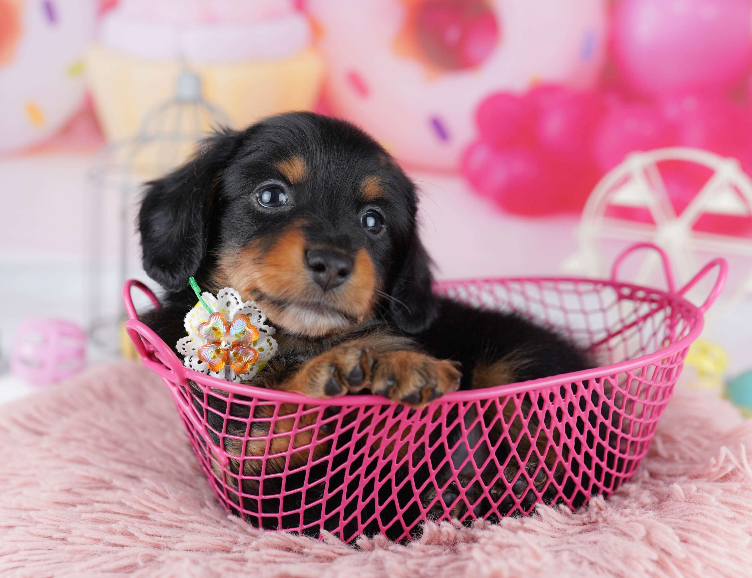ミニチュア・ダックスフンド(ロング) | 男の子 | ブラック＆タン | 2026年1月30日